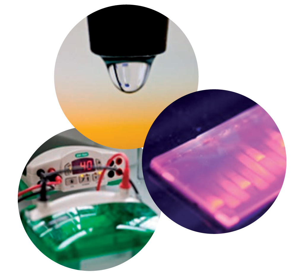 Licence professionnelle M&eacute;thodologies pour le diagnostic mol&eacute;culaire et cellulaire