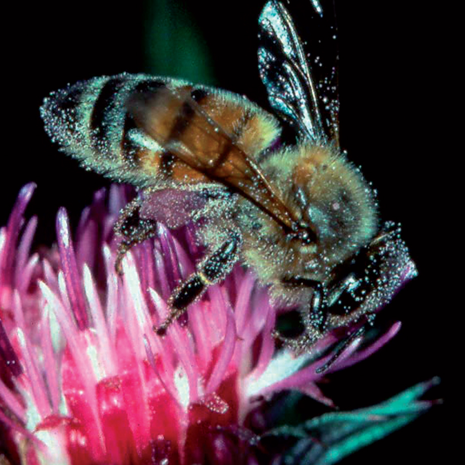 Licence Sciences de la vie