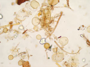 Master Ecosyst&egrave;mes, contaminants, sant&eacute;, ECoS