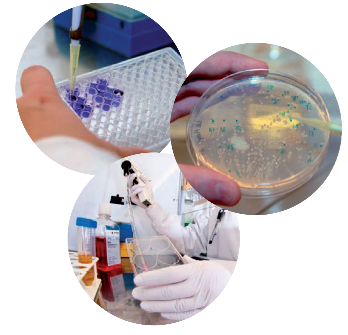 Master Signalisation cellulaire et mol&eacute;culaire